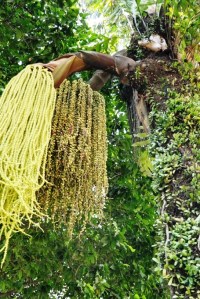 Arbre de Kual Lumpur .Automne2085.