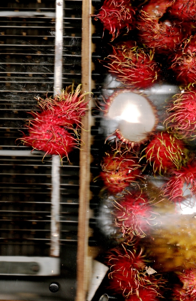Scan janvier 2011, Interieur accordeon, rambutan, durian, ampoule baladeuse.AUTOMNE