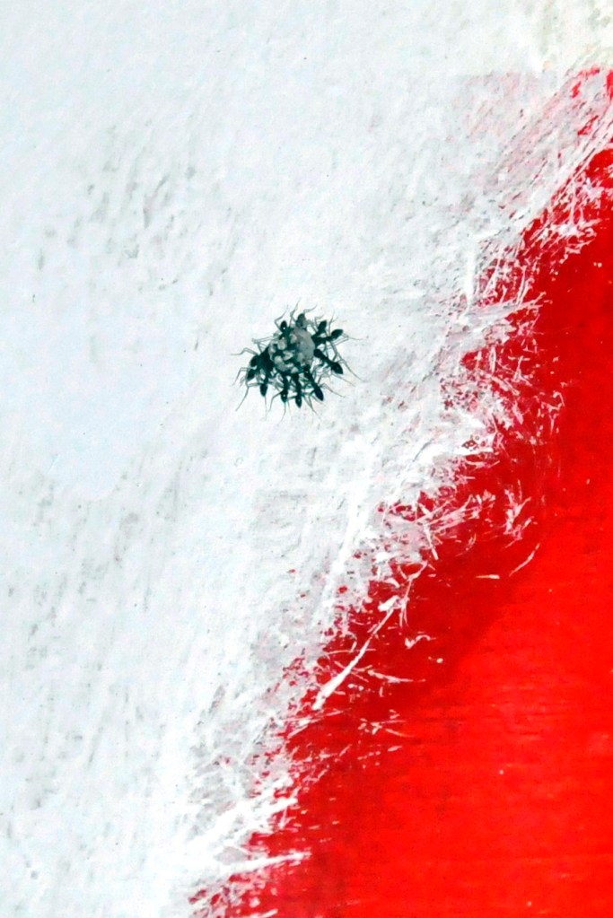 fourmis sur mur de la cuisine 