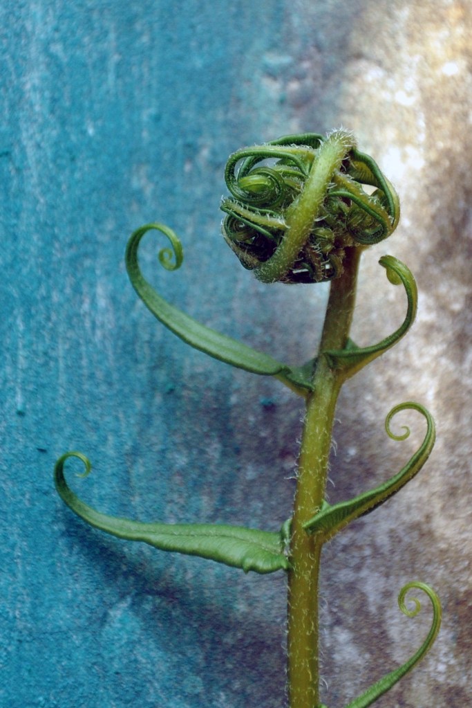 c. plante Karaganyar . Automne2085