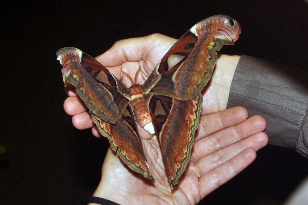 Tant qu il y aura des papillons aux ailes transparentes dans ses mains et des tanks