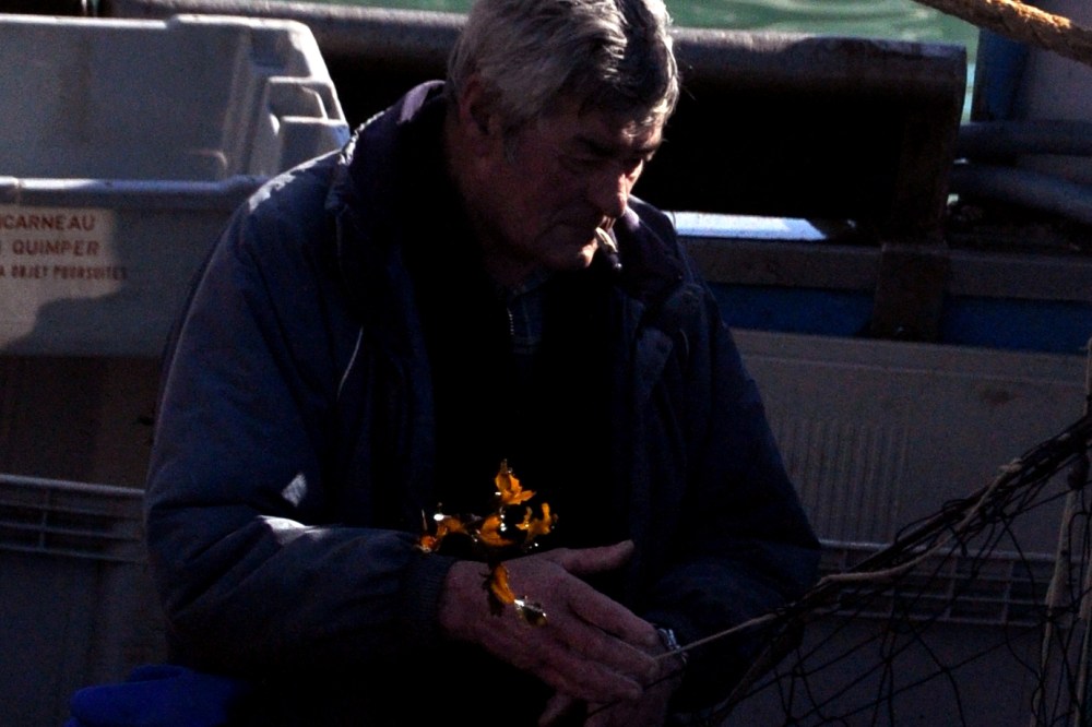 l'algue retour en mer.