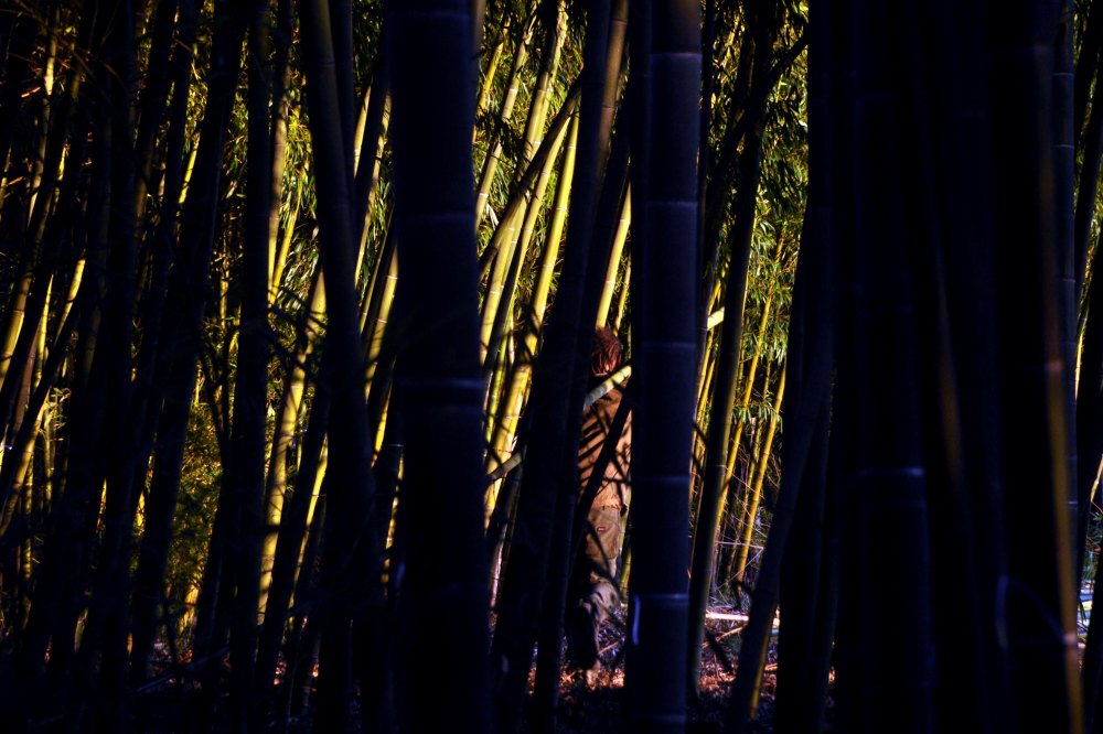 Bambuseraie des landes. Automne2085.